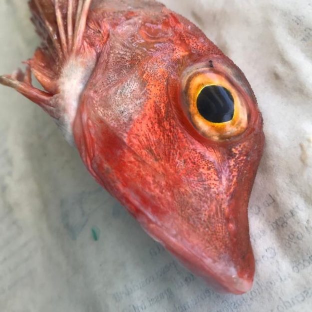 Pescheria GROSSO