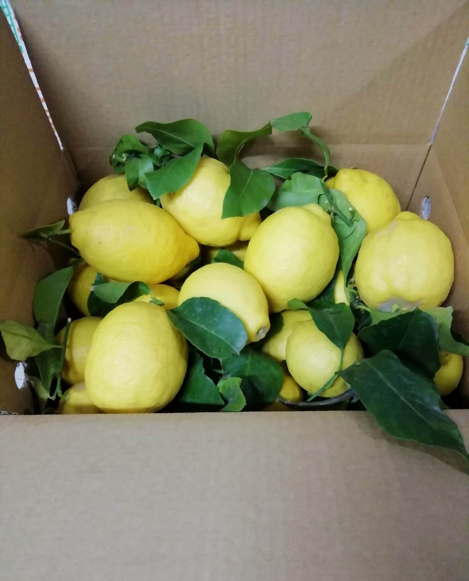 Confezione 9 kg limoni